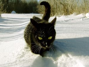 Preview wallpaper cat, snow, climbing, trails, winter
