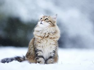 Preview wallpaper cat, snow, eyes, fluffy