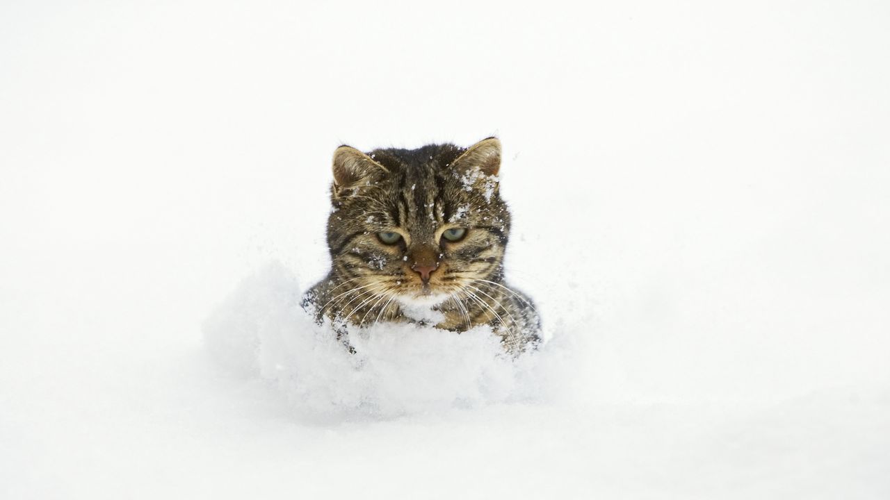Wallpaper cat, snow, face, playful
