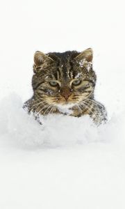 Preview wallpaper cat, snow, face, playful