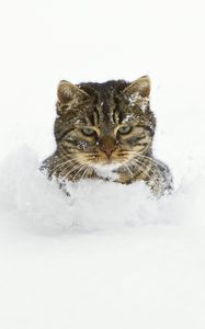 Preview wallpaper cat, snow, face, playful