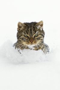 Preview wallpaper cat, snow, face, playful