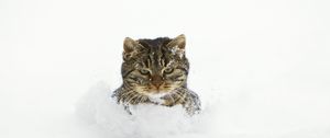 Preview wallpaper cat, snow, face, playful