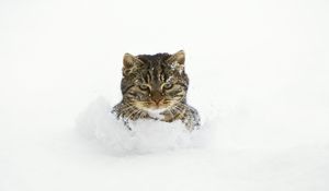 Preview wallpaper cat, snow, face, playful