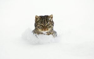 Preview wallpaper cat, snow, face, playful