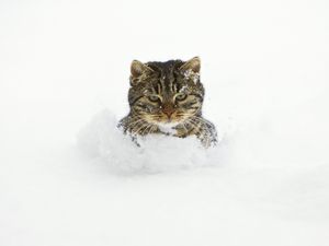 Preview wallpaper cat, snow, face, playful