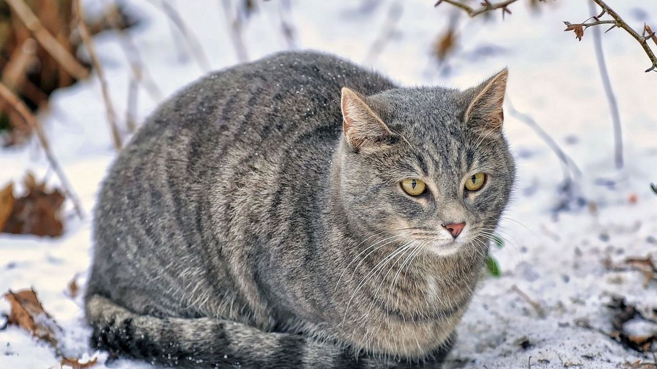 Wallpaper cat, snow, fluffy, thick