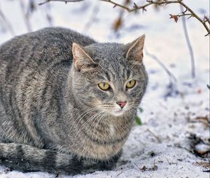 Preview wallpaper cat, snow, fluffy, thick