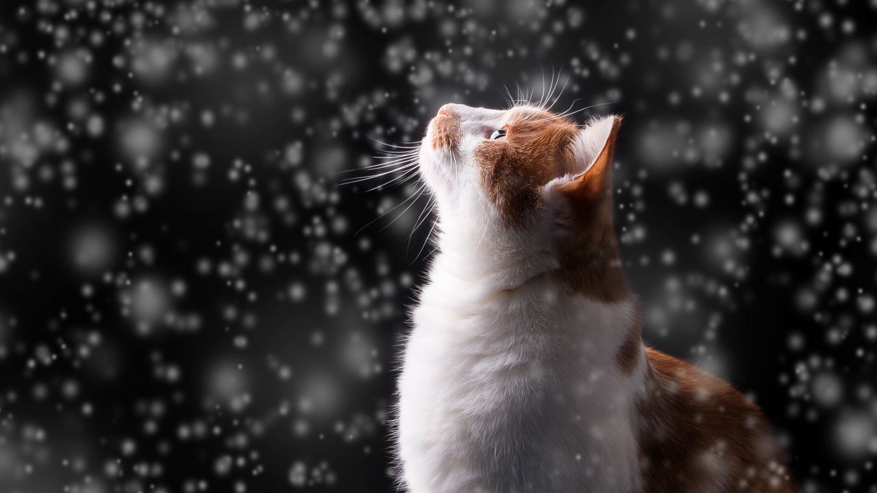 Wallpaper cat, snow, glare, bokeh, snowfall, photoshop