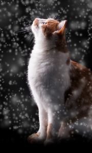 Preview wallpaper cat, snow, glare, bokeh, snowfall, photoshop