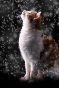 Preview wallpaper cat, snow, glare, bokeh, snowfall, photoshop