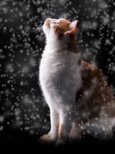 Preview wallpaper cat, snow, glare, bokeh, snowfall, photoshop