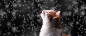 Preview wallpaper cat, snow, glare, bokeh, snowfall, photoshop