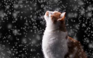 Preview wallpaper cat, snow, glare, bokeh, snowfall, photoshop