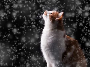 Preview wallpaper cat, snow, glare, bokeh, snowfall, photoshop
