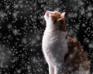 Preview wallpaper cat, snow, glare, bokeh, snowfall, photoshop