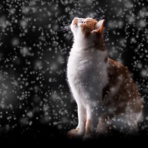 Preview wallpaper cat, snow, glare, bokeh, snowfall, photoshop