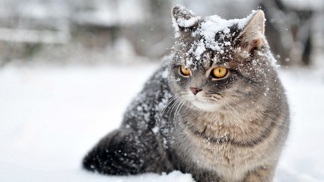Wallpaper cat, snow, sit, fear