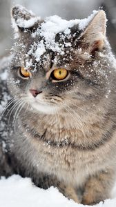Preview wallpaper cat, snow, sit, fear