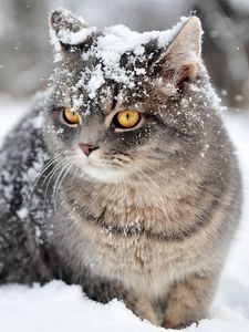 Preview wallpaper cat, snow, sit, fear