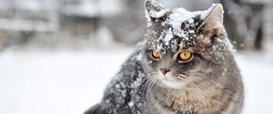 Preview wallpaper cat, snow, sit, fear