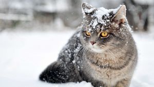 Preview wallpaper cat, snow, sit, fear