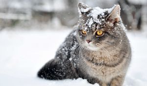 Preview wallpaper cat, snow, sit, fear