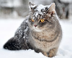 Preview wallpaper cat, snow, sit, fear