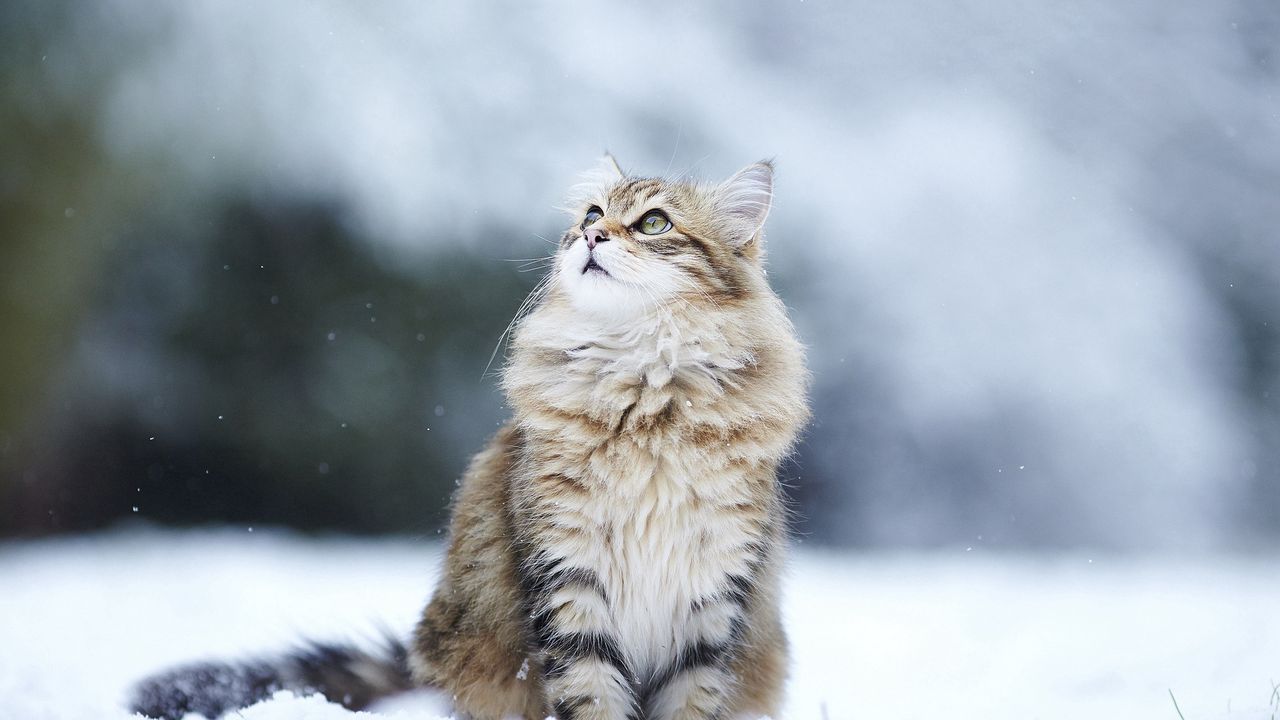 Wallpaper cat, snow, sitting, furry