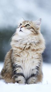 Preview wallpaper cat, snow, sitting, furry