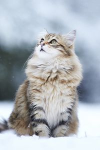 Preview wallpaper cat, snow, sitting, furry
