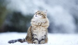 Preview wallpaper cat, snow, sitting, furry