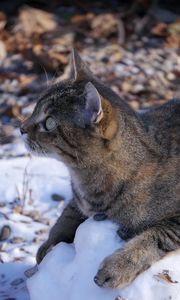 Preview wallpaper cat, snow, striped, playful