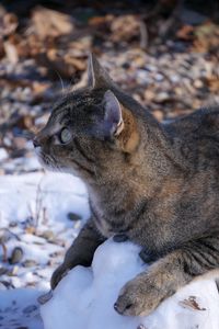 Preview wallpaper cat, snow, striped, playful