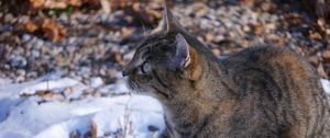 Preview wallpaper cat, snow, striped, playful