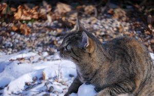 Preview wallpaper cat, snow, striped, playful