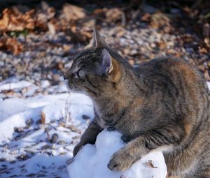 Preview wallpaper cat, snow, striped, playful