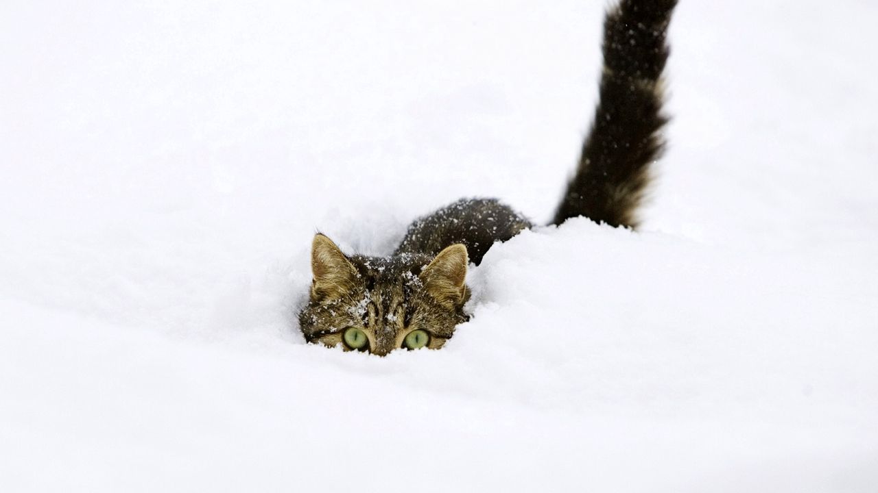 Wallpaper cat, snow, tail, playful, climbing