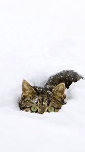 Preview wallpaper cat, snow, tail, playful, climbing