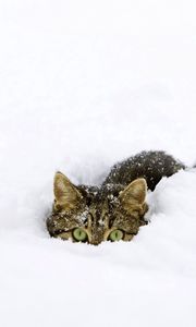 Preview wallpaper cat, snow, tail, playful, climbing