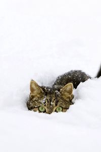 Preview wallpaper cat, snow, tail, playful, climbing