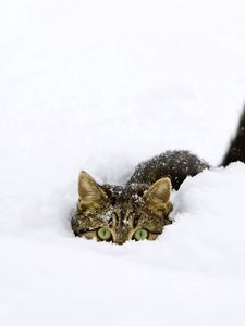 Preview wallpaper cat, snow, tail, playful, climbing