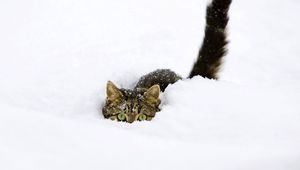 Preview wallpaper cat, snow, tail, playful, climbing