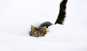 Preview wallpaper cat, snow, tail, playful, climbing