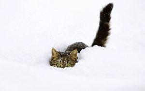 Preview wallpaper cat, snow, tail, playful, climbing