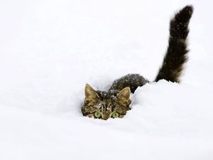 Preview wallpaper cat, snow, tail, playful, climbing