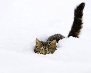 Preview wallpaper cat, snow, tail, playful, climbing