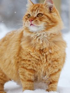 Preview wallpaper cat, snow, thick, walk