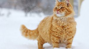 Preview wallpaper cat, snow, thick, walk