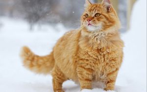 Preview wallpaper cat, snow, thick, walk